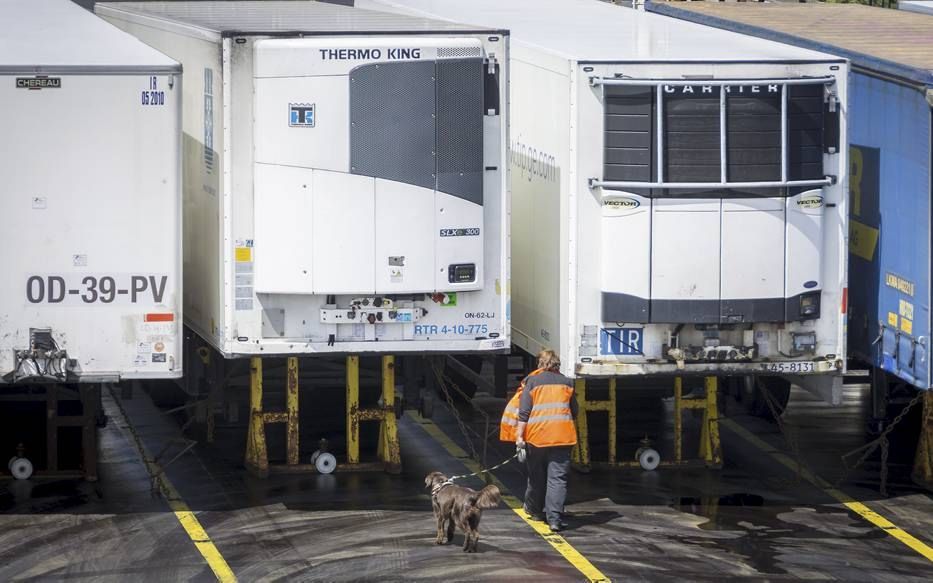 Op de boot van Stena Line naar Engeland worden speurhonden ingezet om verstekelingen in vrachtwagens te ontdekken. beeld ANP