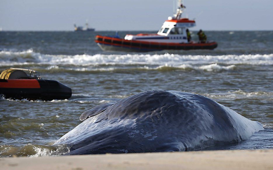 Medewerkers van een sleep- en bergingsbedrijf probeerden maandag de gestrande potvis via een geul terug naar zee te geleiden. Foto ANP