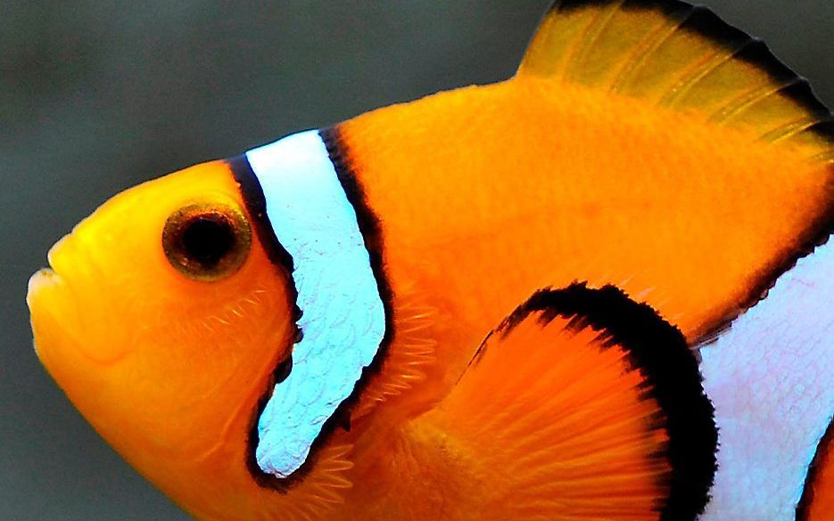 De oranje clownvis (Amphiprion percula) verliest zijn gehoor als hij opgroeit in oceaanwater met de zuurgraad die het IPCC heeft voorspeld voor 2100. Foto Matthew Wittenrich