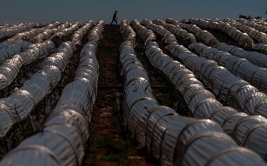 Aardbeienteelt in Marokko. beeld AFP