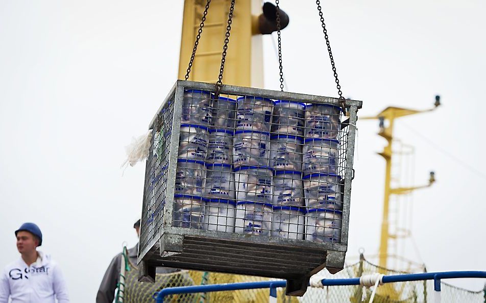 De eerste Hollandse nieuwe komt aan in Scheveningen. Foto ANP