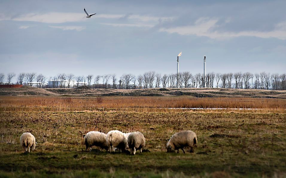 Schapen. Foto ANP