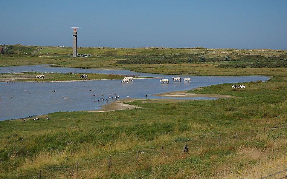 Koeien zoeken verkoeling bij Nieuwvliet-bad (Zeeuws-Vlaanderen). Foto Heidi Evers