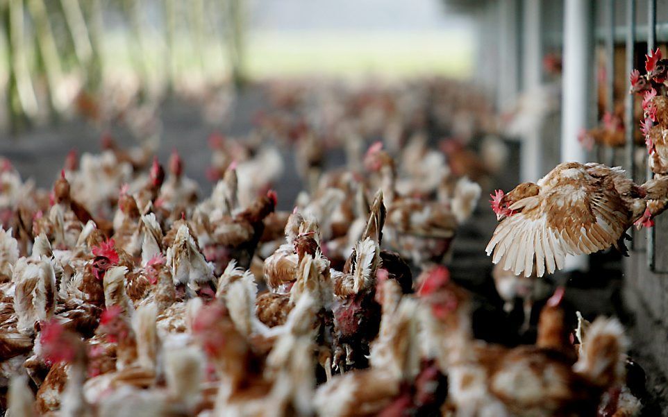 Voor heel Nederland is woensdag een ophok- en afschermplicht ingesteld voor alle bedrijven die vogels houden bestemd voor de productie van vlees, eieren of andere producten en voor het uitzetten in het wild.  beeld ANP