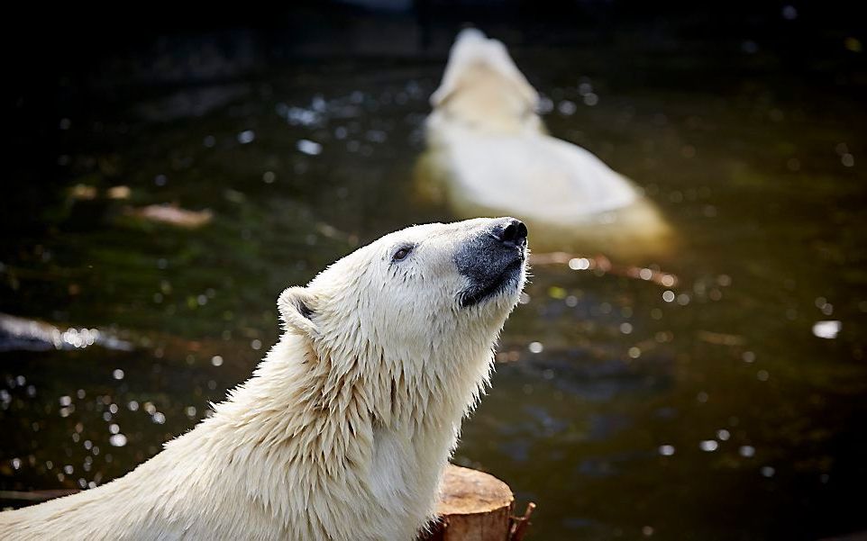 IJsbeer in Dierenpark Emmen. beeld ANP