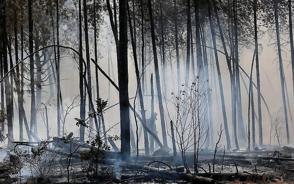 Verbrand bos bij Maarheeze. beeld ANP