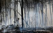 Verbrand bos bij Maarheeze. beeld ANP
