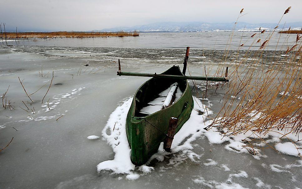 Kou in Oost-Europa. Foto EPA