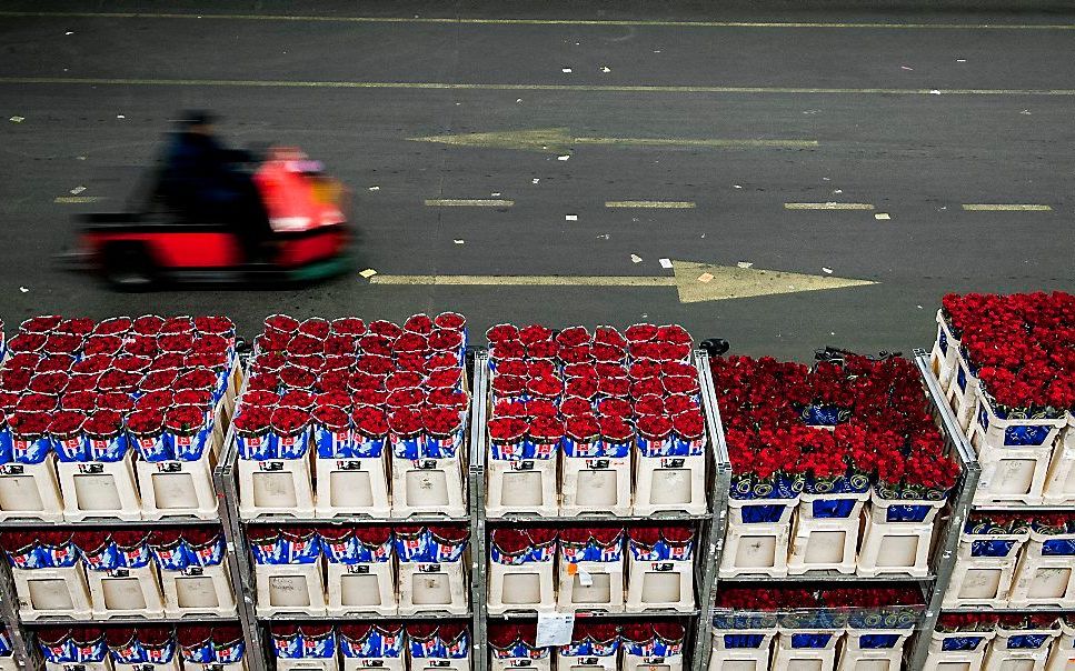 Ondanks de economische crisis blijven Europese consumenten bloemen en planten kopen. Dat schrijft Bloemen­veiling FloraHolland in haar woensdag gepubliceerde jaar­verslag over 2012. Beeld ANP