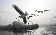 De scheepvaart op de Bosporus bij Istanbul ligt dinsdag stil vanwege de mist. Beeld AFP