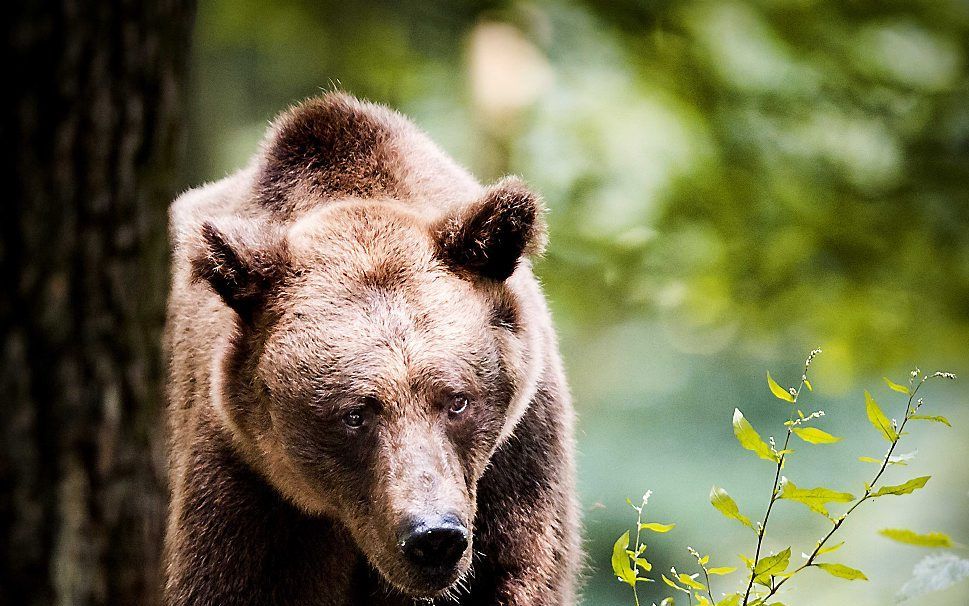 De Bulgaarse bruine beer Keta laat zich zien in het Berenbos in Ouwehands Dierenpark Rhenen. De beer leefde voorheen jarenlang in een betonnen bak in Bulgarije samen met een andere bruine beer. beeld ANP