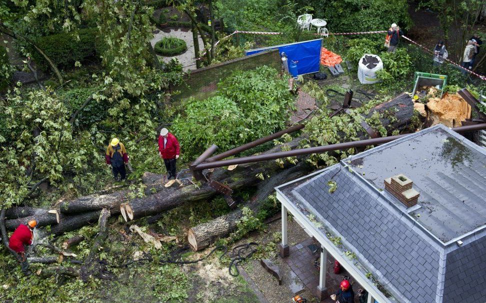 De gevelde Anne Frankboom wordt donderdag in stukken gezaagd. Foto ANP