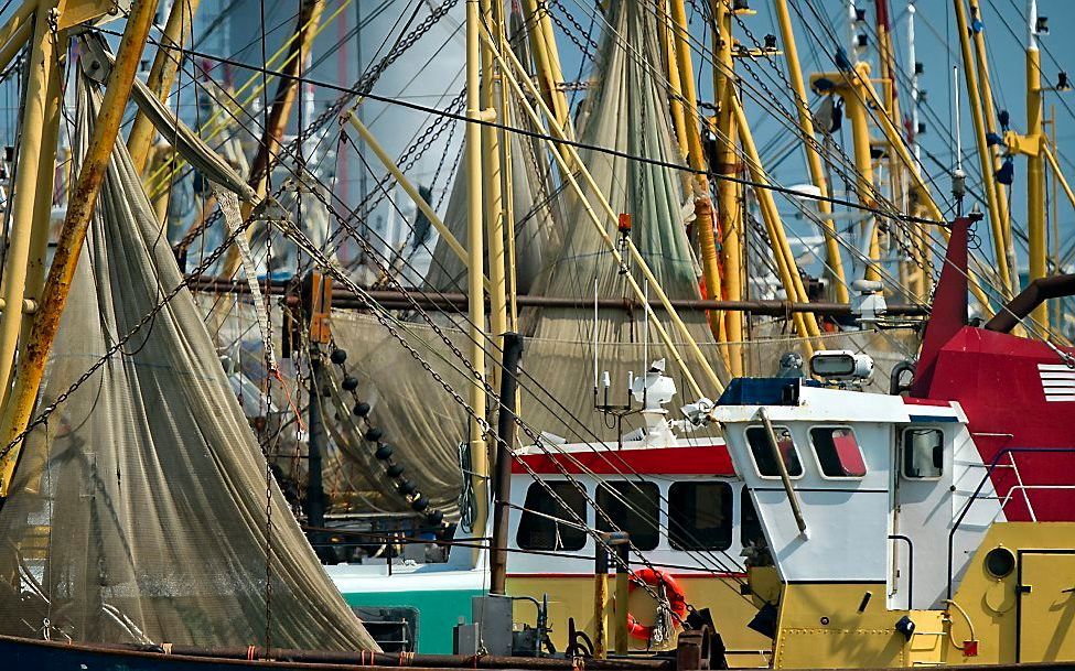 Garnalenkotters in de haven van Lauwersoog. beeld ANP, Koen van Weel