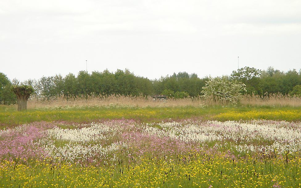 Bloemrijk hooiland langs de Diefdijk bij Schoonrewoerd. Foto Jelga Biesheuvel