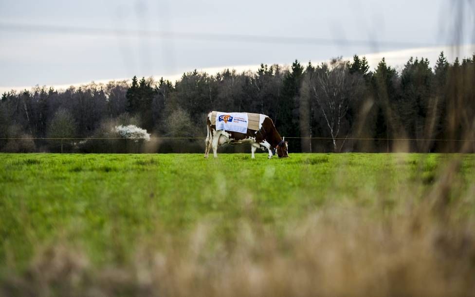 Een koe maakt reclame voor de SGP. beeld ANP