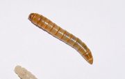 Na het afbreken van gif uit plastic kunnen de meelwormen nog steeds veilig worden gevoerd aan garnalen of kippen. beeld Wikimedia, Mnolf