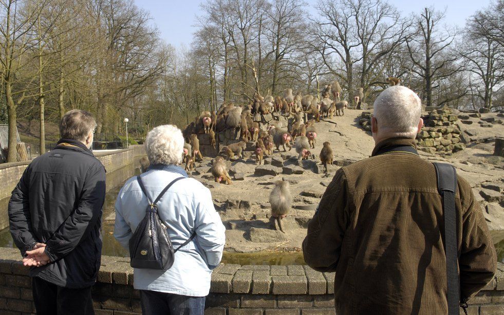 De gemeenteraad in Emmen neemt pas in september 2011 een besluit over de  bouw van een nieuw dierenpark. Foto ANP