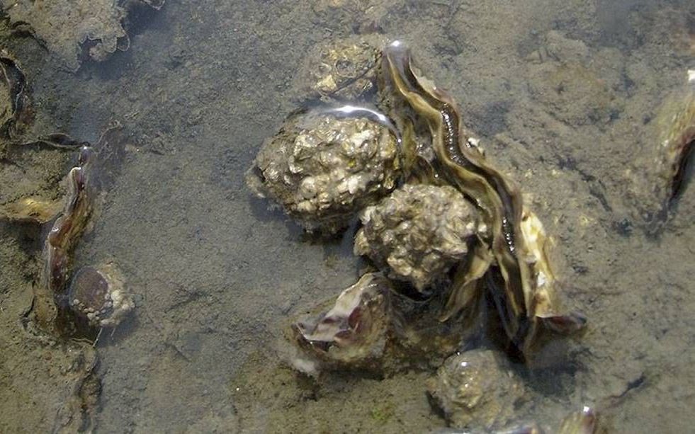 WEMELDINGE – In de Oosterschelde is op dit moment vrijwel alleen de Japanse oester te vinden. De platte Zeeuwse oester komt er haast niet meer voor. Foto Wikimedia