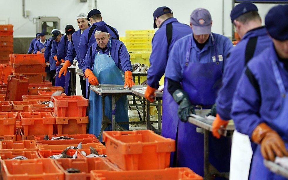 Vissorteerders aan het werk in de Urker afslag. beeld ANP