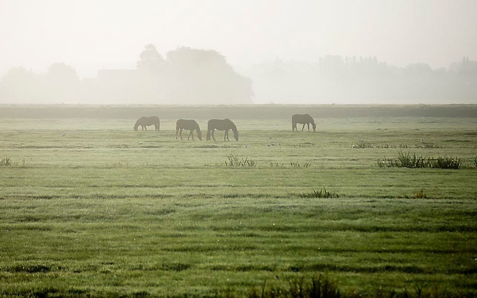 beeld ANP