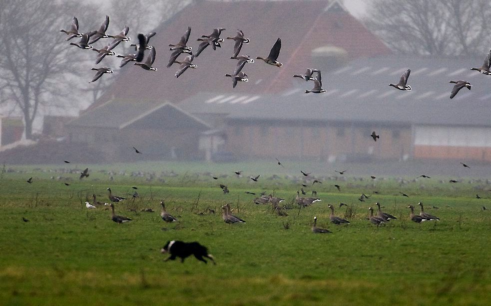 Bordercollies verjagen ganzen.  Foto ANP