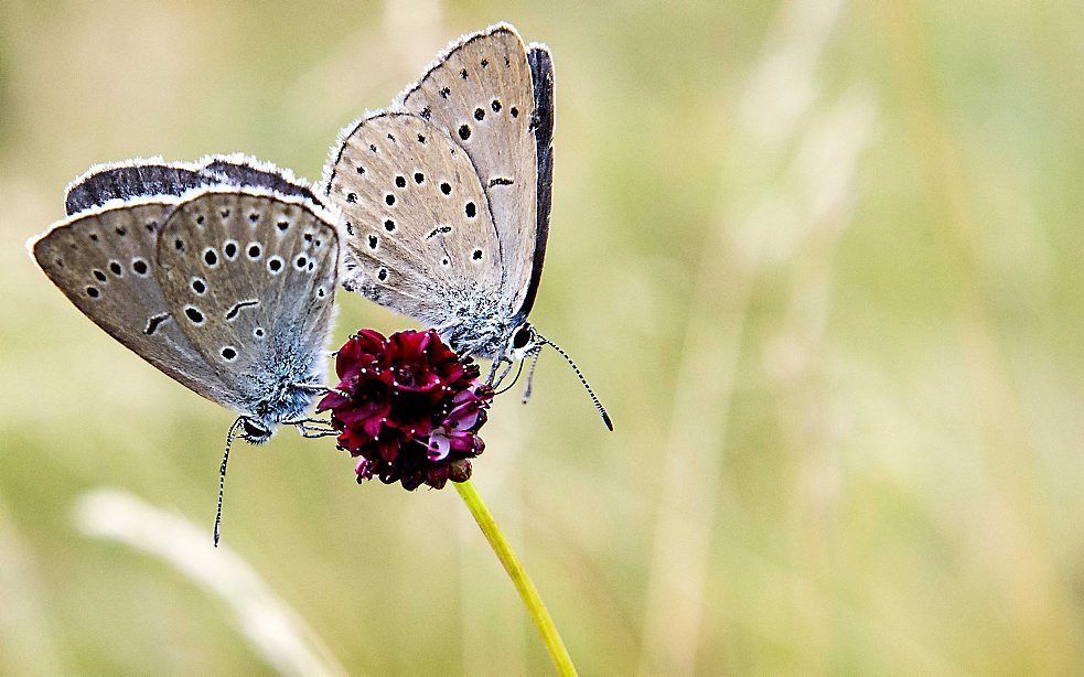 Pimpernelblauwtje. Foto ANP