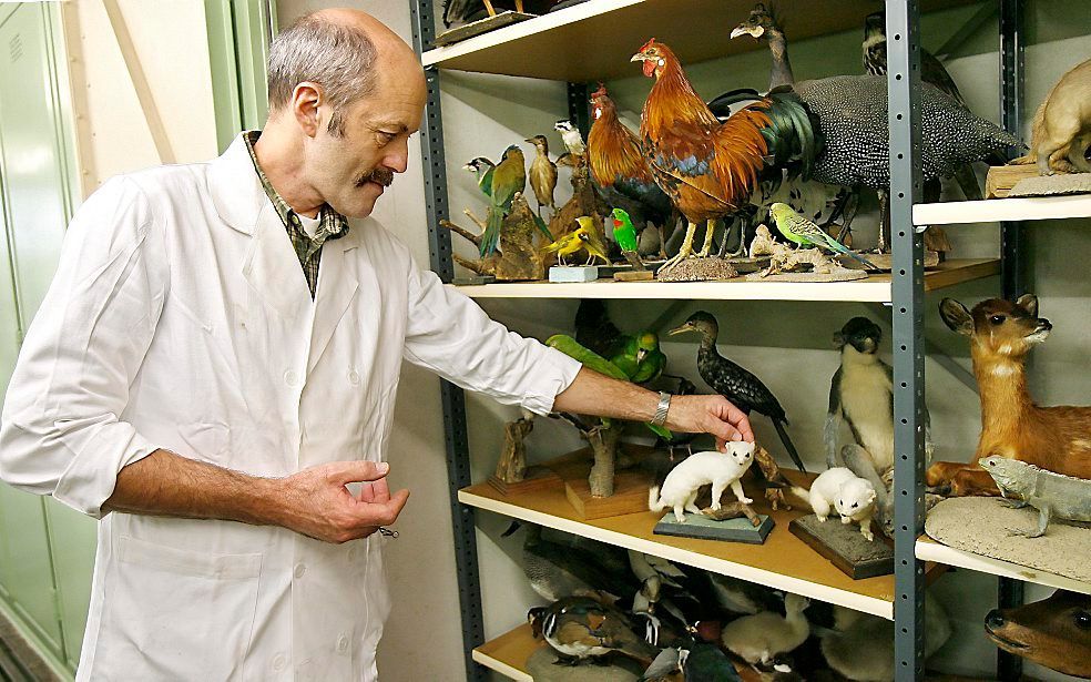 Een medewerker van Natuurmuseum Fryslan. Foto ANP