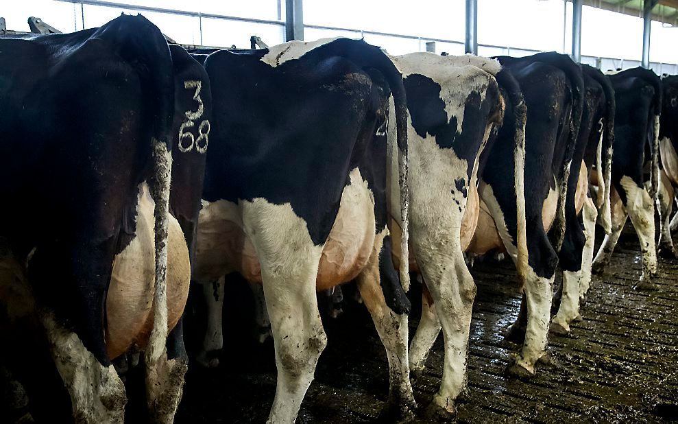 Koeienboeren moeten, in verband met een te hoge mestproductie, inkrimpen. Beeld ANP, Koen Suyk.