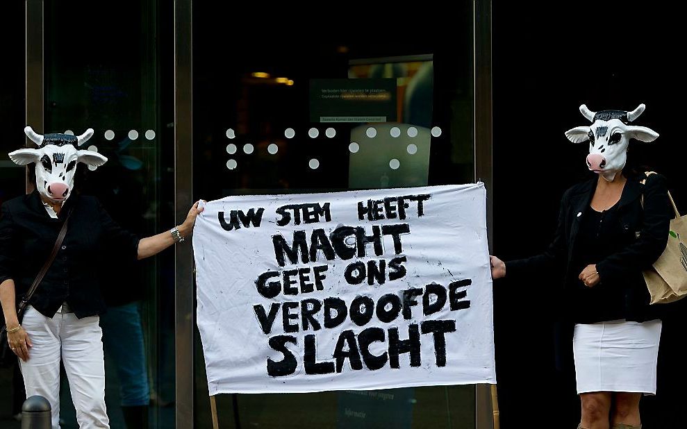 „We maken nu een volkswoede tegen religie mee. In zo’n sfeer is een verbod van het ritueel slachten haalbare kaart.” Foto ANP