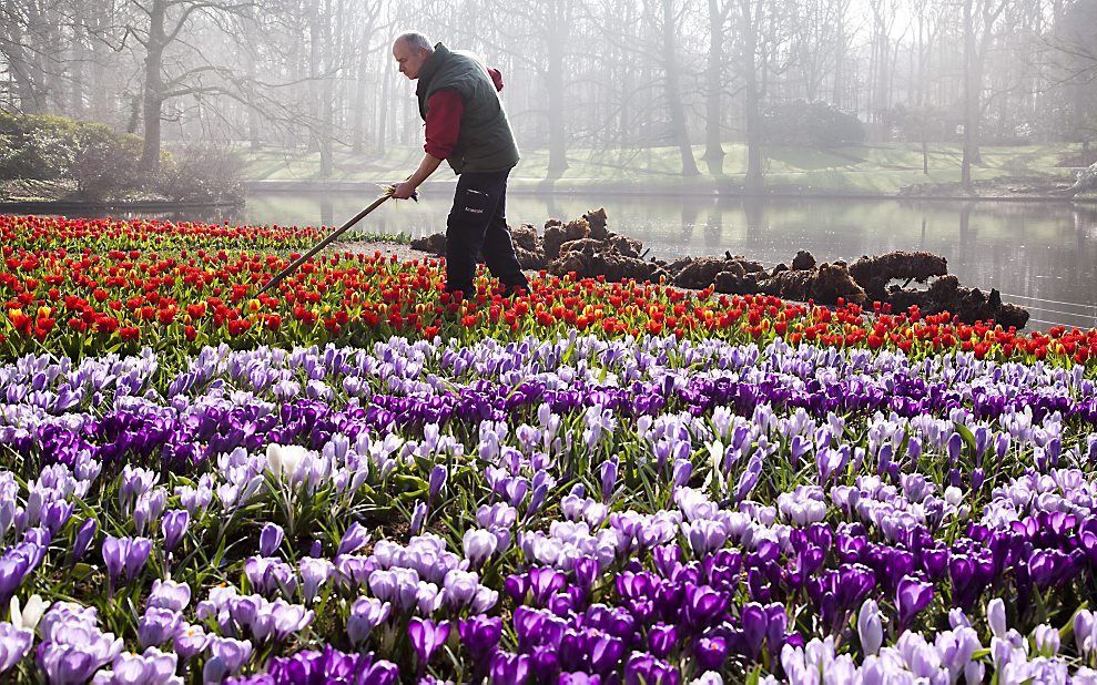 De Keukenhof is donderdag geopend. De krokussen en hyacinten staan al in bloei. Foto ANP