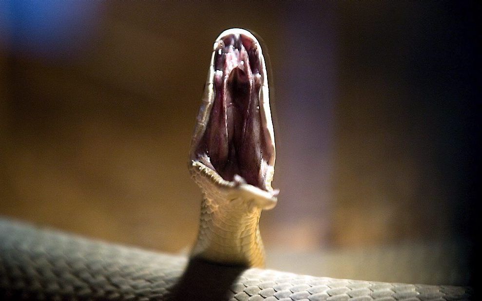 Zwarte mamba. Foto EPA