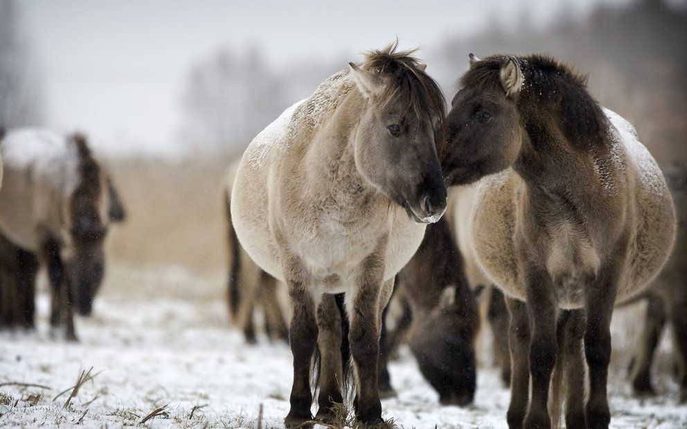 Bijvoeren van grote grazers is volgens onderzoekers slecht voor het milieu.  Foto ANP