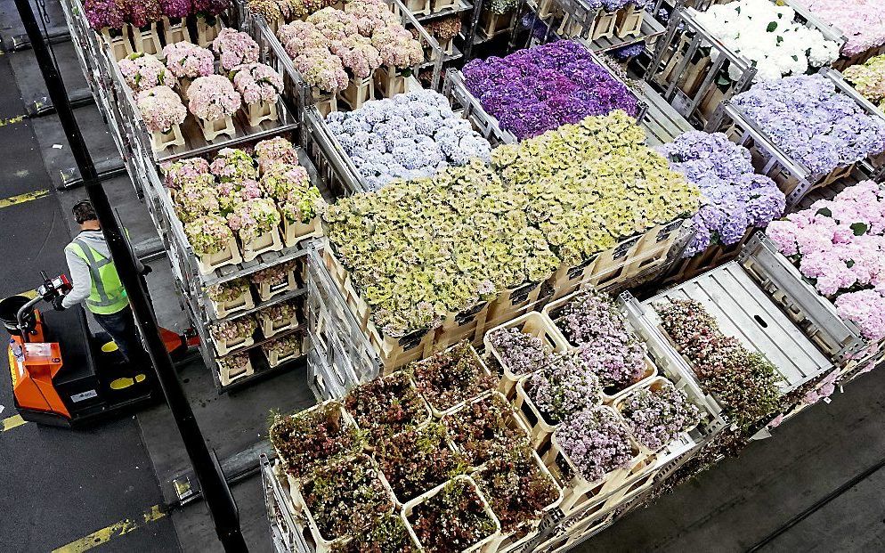 Het is vrijdag druk bij bloemenveiling Royal FloraHolland in Aalsmeer. beeld ANP