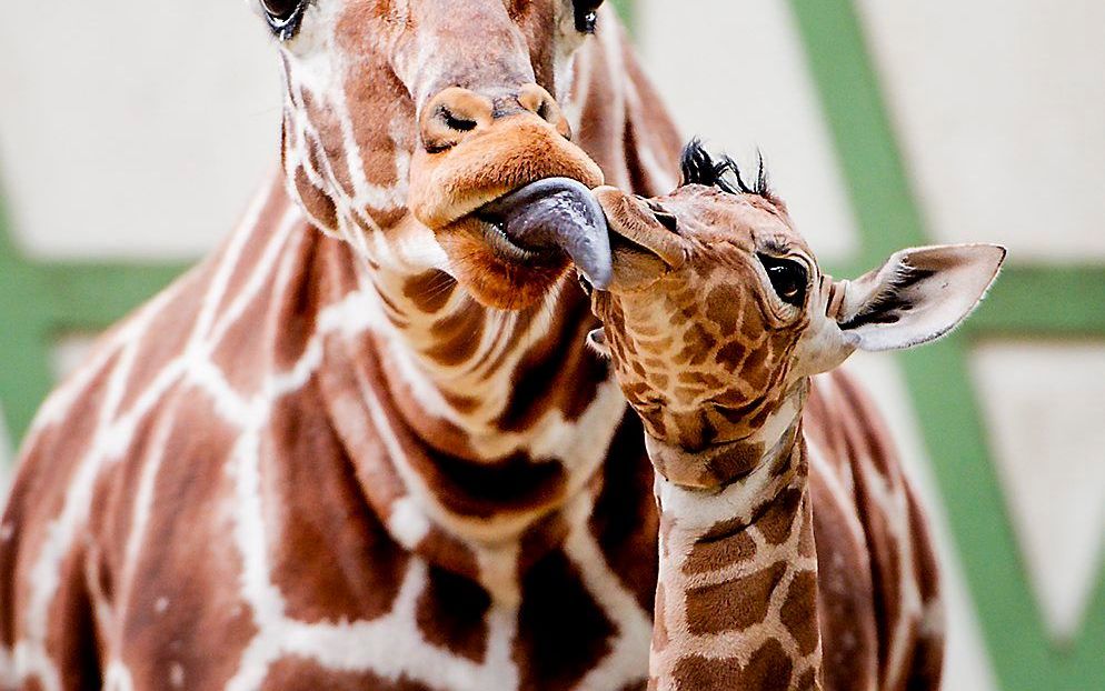 Een nieuwe bewoner van dierentuin Artis in Amsterdam kwam donderdagmiddag voor het eerst naar buiten. beeld ANP