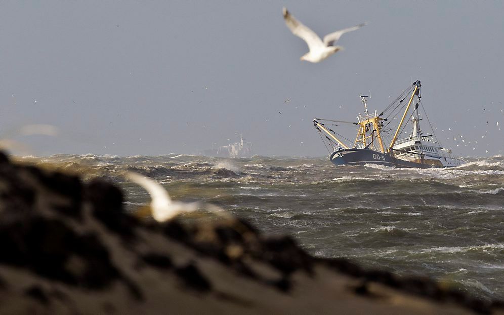 Het CBS nuanceert donderdag zijn kritiek op de visserij. Foto: archiefopname van een Nederlandse Noordzeekotter op weg naar de haven van IJmuiden. beeld ANP, Koen Suyk