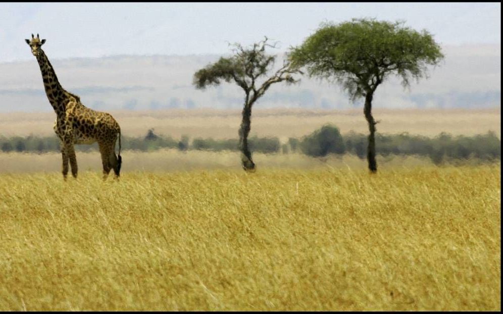 Twee acacia’s verheffen zich boven het vlakke landschap van de Afrikaanse savanne. Foto ANP