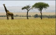 Twee acacia’s verheffen zich boven het vlakke landschap van de Afrikaanse savanne. Foto ANP