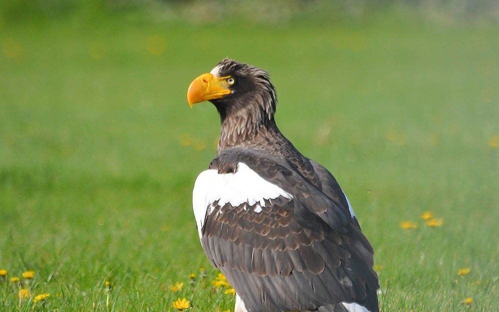 Stellers zeearend in Deventer. beeld Jos Dellink