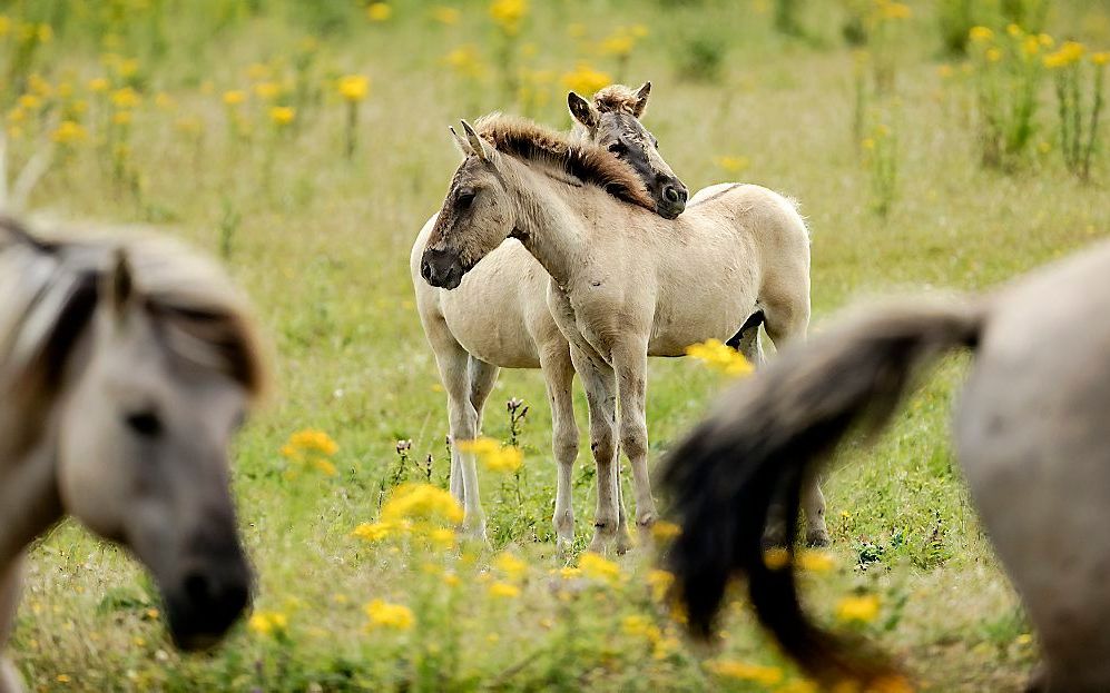 Grote grazers in de Oostvaardersplassen. beeld ANP