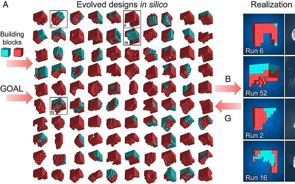 Een supercomputer bedenkt een vorm en de onderzoekers bouwden dat na. beeld University of Vermont