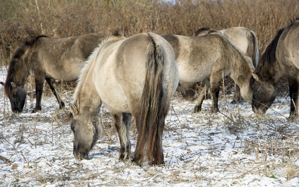 Konikpaarden in de Oostvaardersplassen. Foto ANP