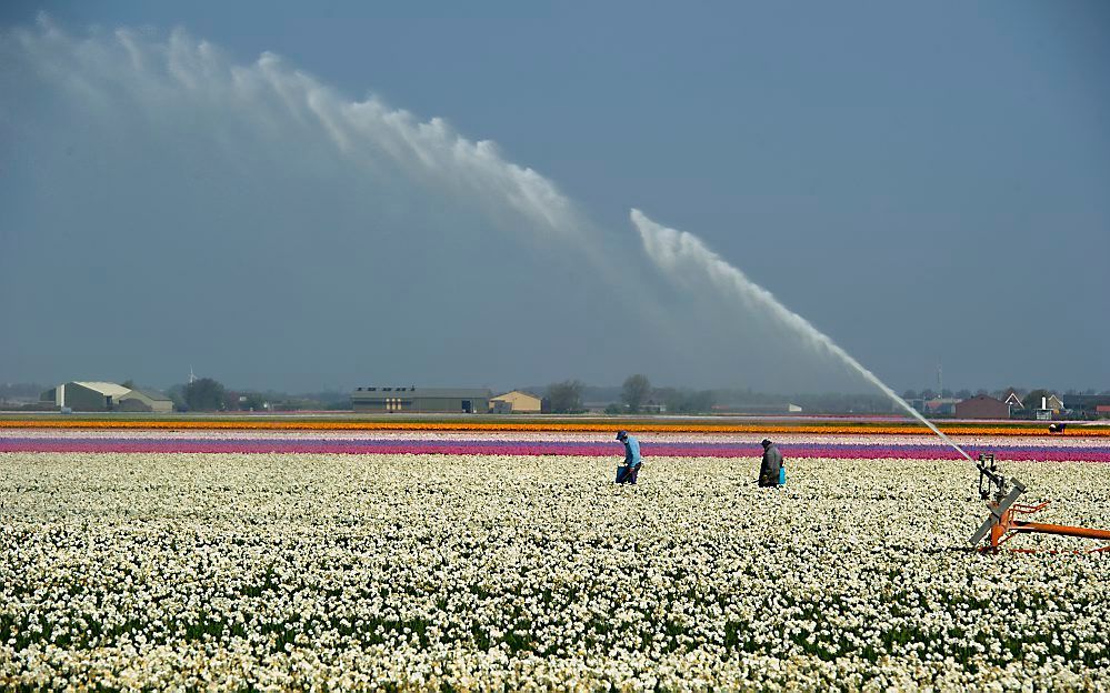 Droogte. Foto ANP