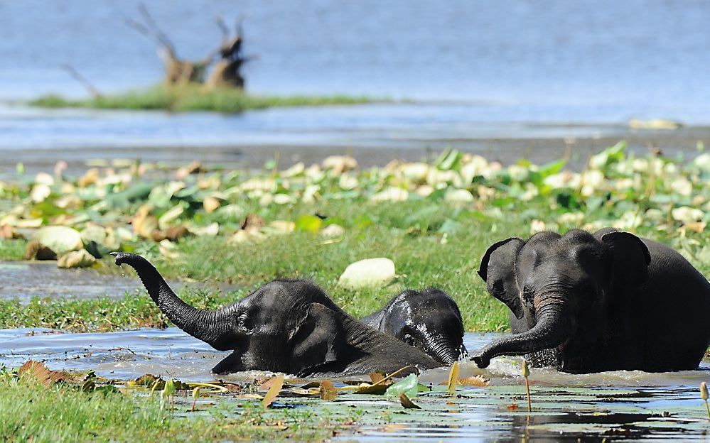 Dierenpracht in het Yala National Park in Sri Lanka, zo’n 250 kilometer ten zuidwesten van de hoofdstad Colombo. beeld AFP