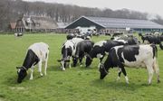 Consumenten willen koeien in de wei zien en eisen dat de melkveehouderij werk maakt van een duurzame productie.  ​beeld RD, Anton Dommerholt