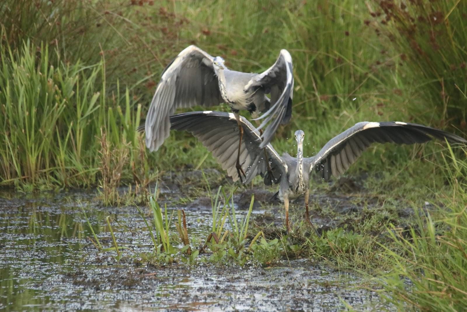 2020-11-11-ACH1-reigers-3-FC_web.jpg