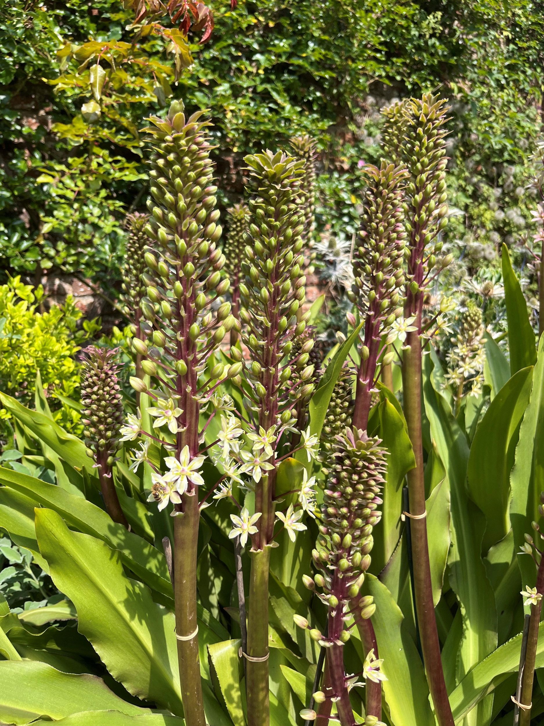 Close-up van rode stelen met witte bloempjes eraan.