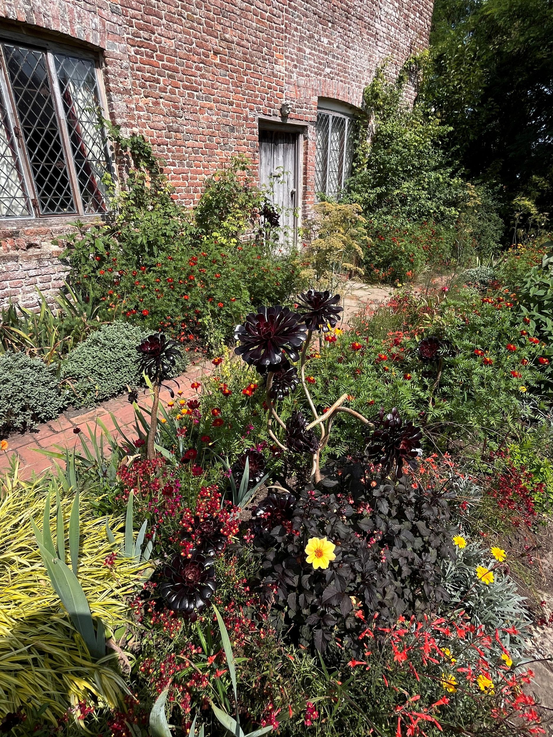 Border met donkerpaarse vetplant tussen de rood- en geelbloeiende planten.