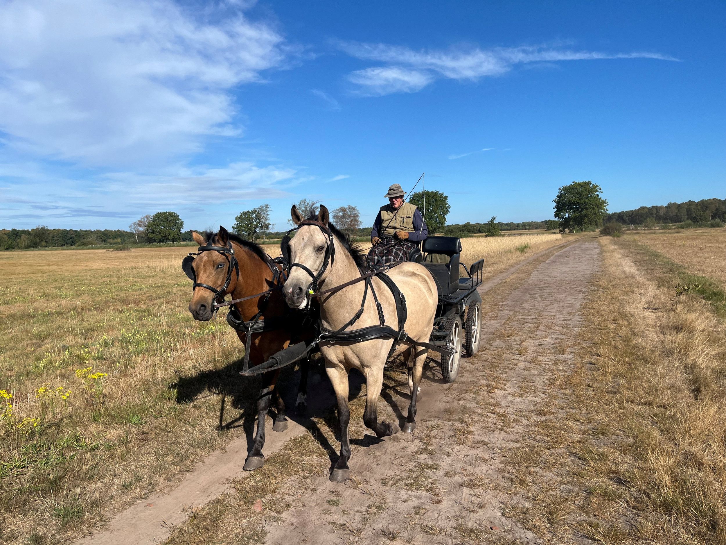 Tweespan met een oudere man op de bok, rijdend over een onverhard pad in een veld.