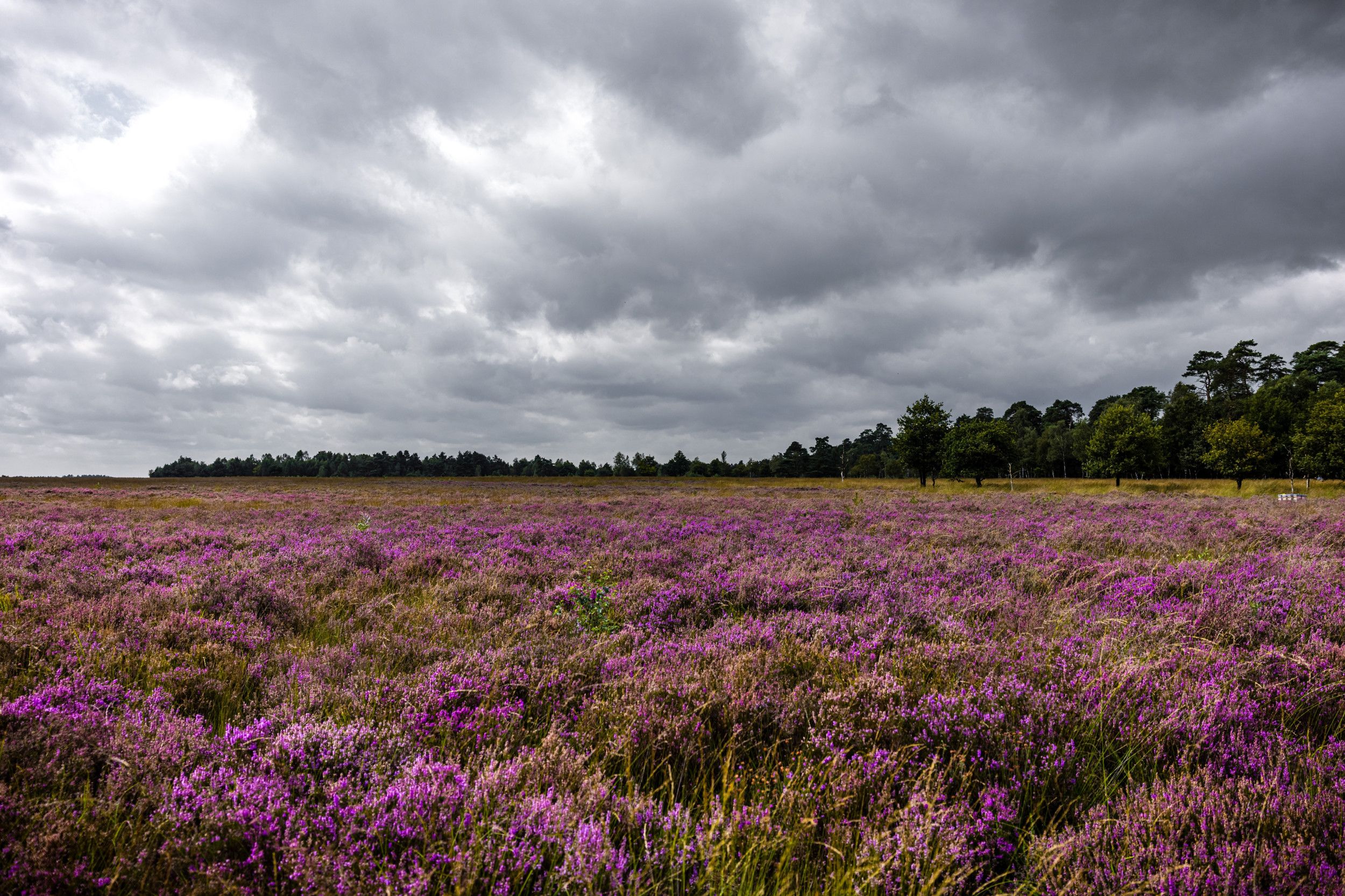 Heideveld met daarboven een grijze bewolkte lucht op de Veluwe.