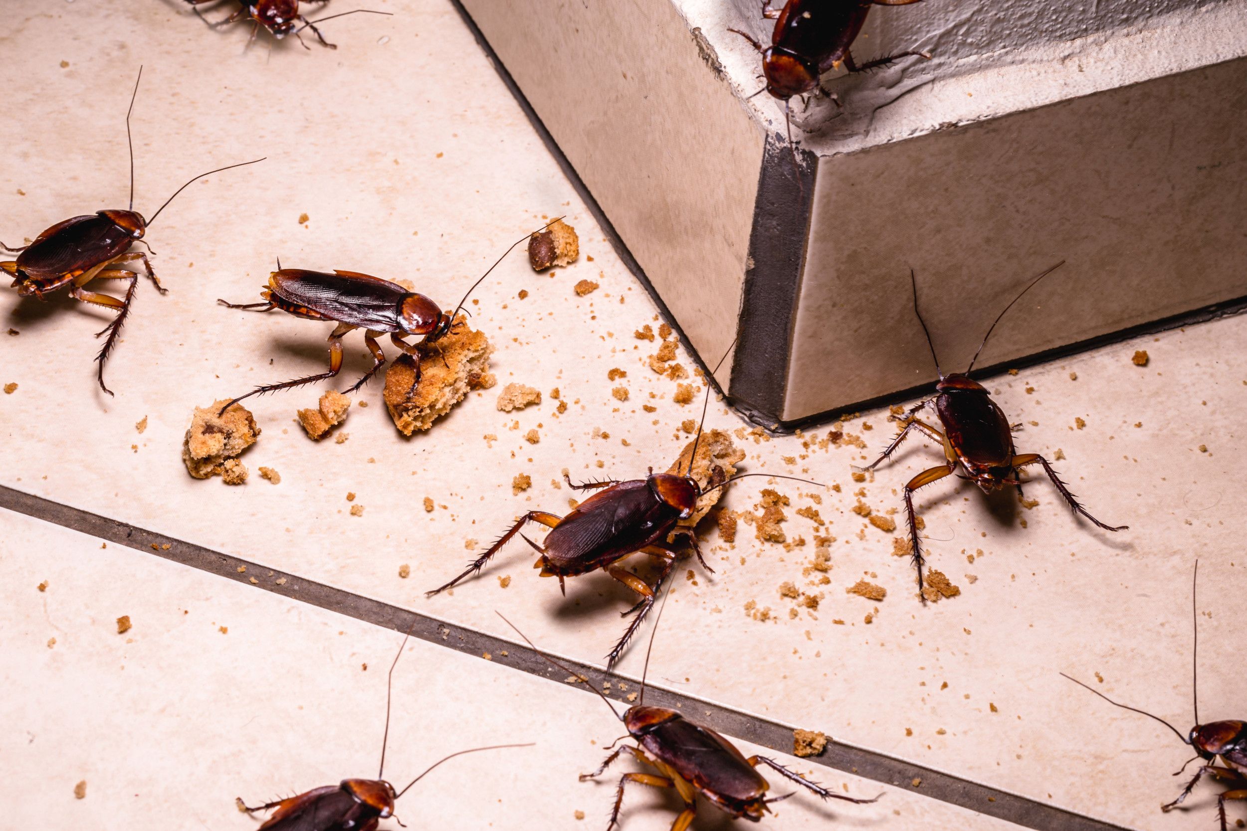 Foto van kakkerlakkenplaag binnenshuis, insecten op de vloer die eten van voedselresten.